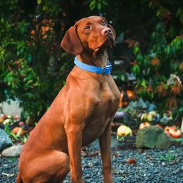 Vizslas from Blacktail Trail Vizslas