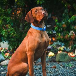 Vizslas from Blacktail Trail Vizslas