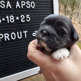 Sprout - Black Lhasa Apso puppy in Middleburgh, New York from Top Knotch