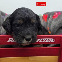 Lovey - Tri-color female Bernedoodle puppy in Neillsville, Wisconsin from Granton Creek