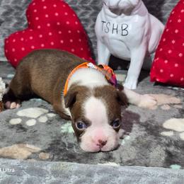 John Cena - Red male Boston Terrier puppy in Millers Creek, North Carolina from Tumbling Shoals Hilltop Bostons