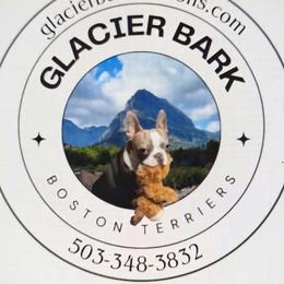 Boston Terrier puppies from Glacier Bark Boston Terriers