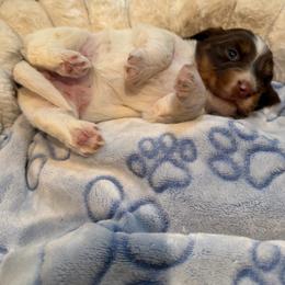 AKC PUA - Piebald female Dachshund puppy in Erie, Michigan from Champagne’s Grinch Toe’d Dachshunds