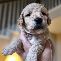 BISCUIT - Apricot male Goldendoodle puppy in Harris County, Texas from Cute & Curly Doodles