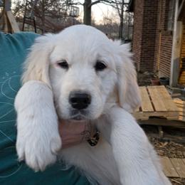 Brown collar - Light golden male Golden Retriever puppy in Waynesburg, Ohio from Avalon English Retrievers