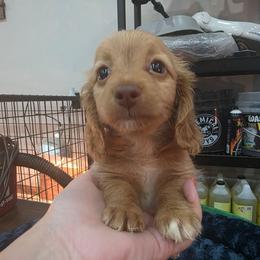 Ee red dapple girl - Dapple female Dachshund puppy in West Plains, Missouri from Spring Creek Dachshunds