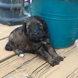 Decaf - Sable female Aussiedoodle puppy in Henry, Illinois from Rowe Farms Doodles