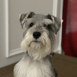 Duke - Miniature Schnauzer
