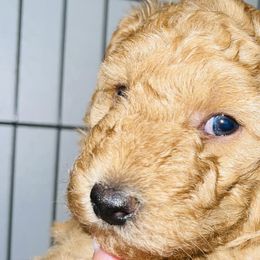 Girl 2 - Poodle puppy in Miami Dade County, Florida from RoyalPaws_Miami