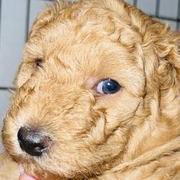 Girl 2 - Poodle puppy in Miami Dade County, Florida from RoyalPaws_Miami