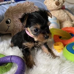 Biewer Terriers from Pixiedust Fur-Babies