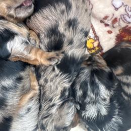 Jessie - Dapple male Dachshund puppy in Grand Blanc, Michigan from KaMilira Shore Dachshunds