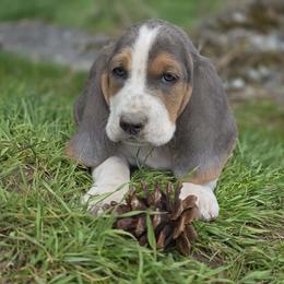 Jasper- green collar - Blue tan and white male Basset Hound puppy in Valley, Washington from Peaceful Valley Paws