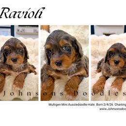 Ravioli - Blue merle male Aussiedoodle puppy in North Royalton, Ohio from Johnson's Doodles