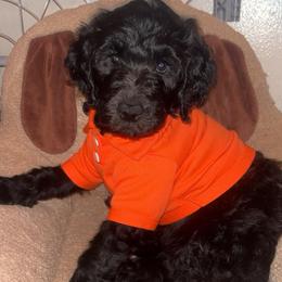 Einstein - Black male Goldendoodle puppy in Fort Hood, Texas from Davis Doodles