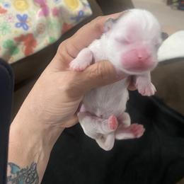 Boy 2 - Cream and white male Shih Tzu puppy in Alexander, Arkansas from TnT Shih Tzu