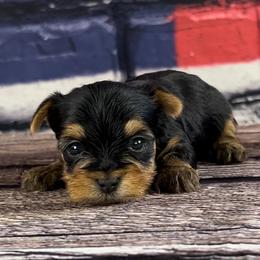 Yorkshire Terriers from JMAK Dreams