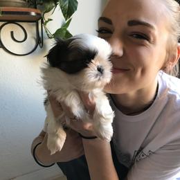 Shih Tzu Puppies from Willow Lane Shih Tzus