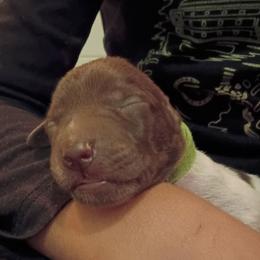 Buddy- Green - Liver and white male German Shorthaired Pointer puppy in Riverdale, Michigan from Ninemire Farm