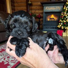 Sparkle - Black and white male Cavapoo puppy in Tucson, Arizona from Adored Poodle & Doodles