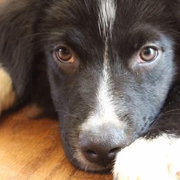 Australian Shepherd Puppies from Moss Cross Creek Aussie’s