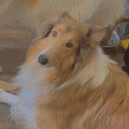 Collies from SoCal Collies