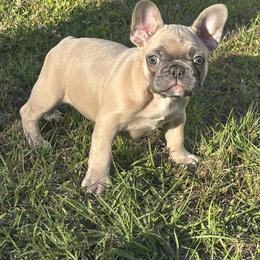 Faith - Blue fawn female French Bulldog puppy in Alabama from Southern Bulldogs