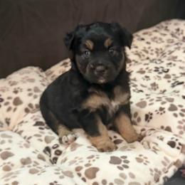 Sable - Black tri female Miniature Australian Shepherd puppy in Apache Junction, Arizona from Circle T Mini Aussies