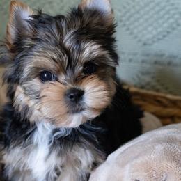 True - Black and tan female Yorkshire Terrier puppy in Austin, Texas from H6 Yorkies