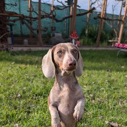 MooMoos - Dachshund