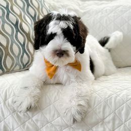 Millie - Australian Labradoodle