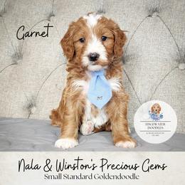 Garnet - Goldendoodle puppy from Edgewater Doodles & Designer Pups