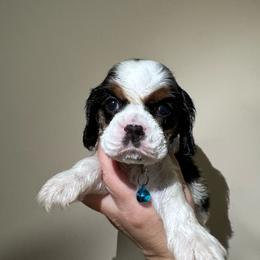 Male 1 - Black white and tan male Cocker Spaniel puppy in Greensboro, North Carolina from Cochran Spaniels