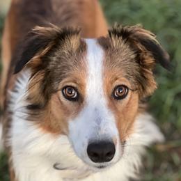 Sunni - English Shepherd