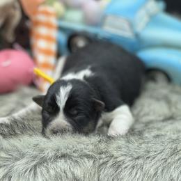 Misty - Black tri female Miniature Australian Shepherd puppy in Missouri from Country Legends Aussies & Corgis