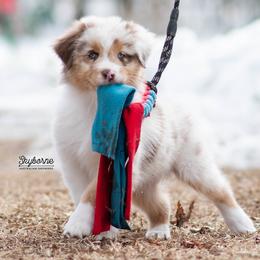 Shine - Red merle female Australian Shepherd puppy in Woodford, Virginia from Skyborne Australian Shepherds