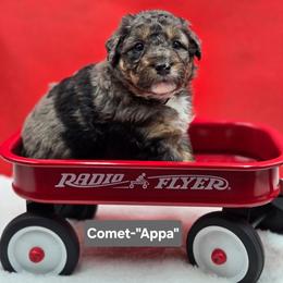 Comet-Gray collar - Blue merle male Bernedoodle puppy in Summerville, South Carolina from Channys Doodles