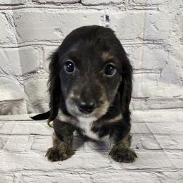 Basil - Black and cream female Dachshund puppy in Anaconda, Montana from Williams Family Dachshunds
