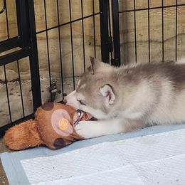 Siberian Husky Puppies from Spirit of the Moon Siberians
