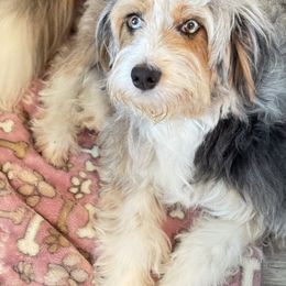 Birdie - Aussiedoodle