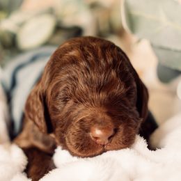 Bernedoodle and Labradoodle Puppies from Royal Doodles
