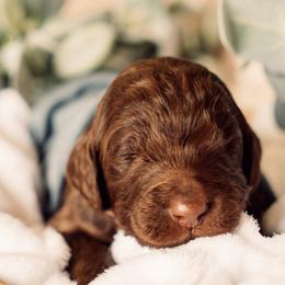 Bernedoodle and Labradoodle Puppies from Royal Doodles