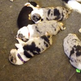 Australian Shepherds, Border Collies, and Companion Crosses from Simpson's Aussies and Border Collies