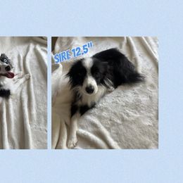 Toy Australian Shepherd puppies from 4LH Australian shepherds