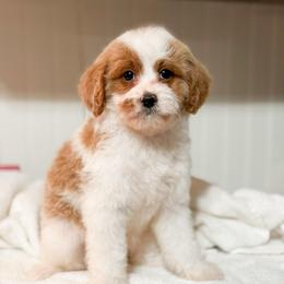 Sugar - Blenheim female Cavapoo puppy in Colcord, Oklahoma from Copper Lane Aussies, Doodles & Cavapoos