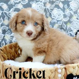 Cricket - Sable female Aussiedoodle puppy in Ennis, Texas from God’s Little Aussies