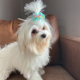 Miss Sing - Maltese