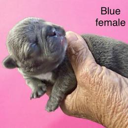 Blue 1 - Blue female French Bulldog puppy in Clifton, Texas from Blue Ribbon French Bulldogs