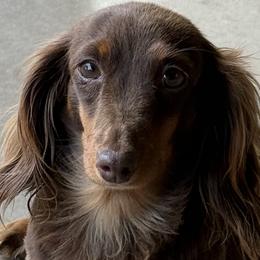 Penny - Dachshund