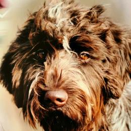 Sparkles - Wirehaired Pointing Griffon